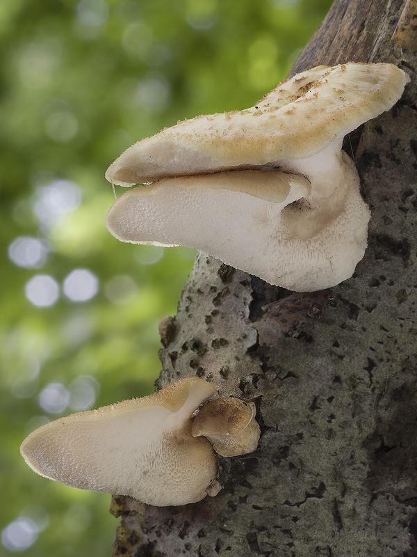 Polyporus tuberaster